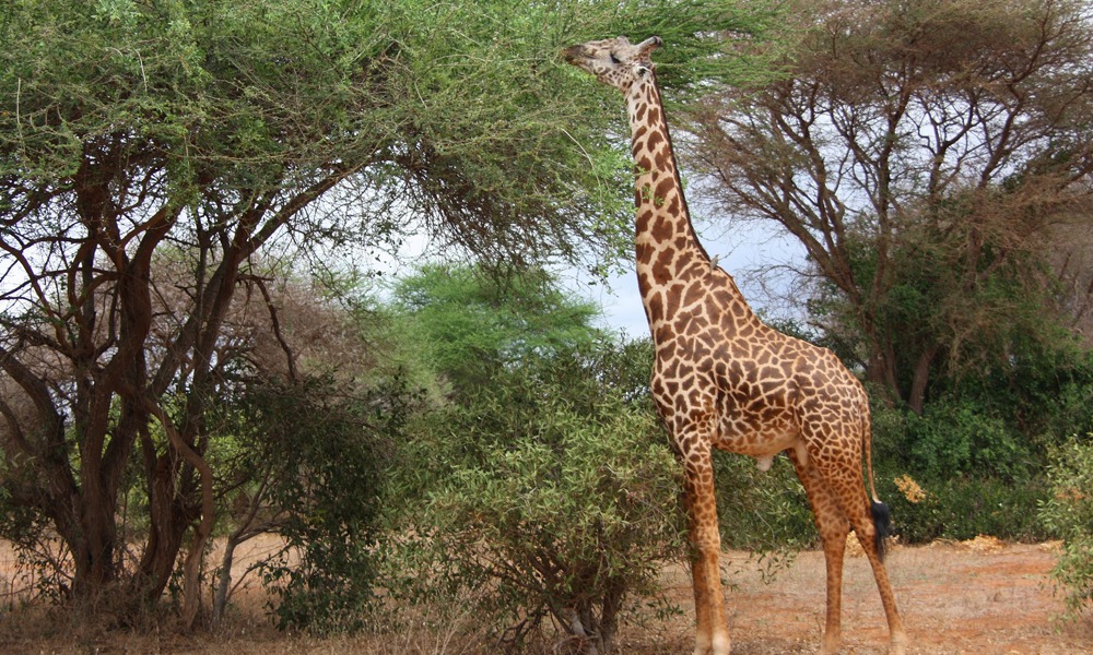 Akagera National Park