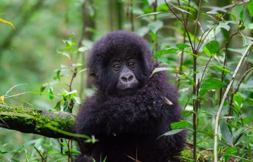 10 Days Classic Wildlife Safari in Rwanda