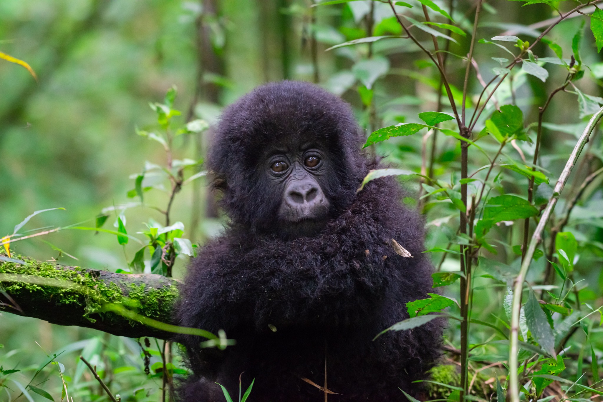 10 Days Classic Wildlife Safari in Rwanda