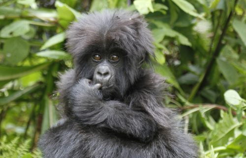 4 Days Uganda Safari to Bwindi Impenetrable National Park