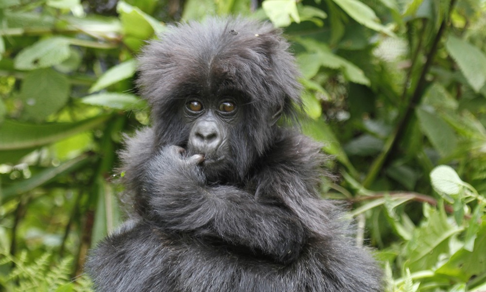 4 Days Uganda Safari to Bwindi Impenetrable National Park