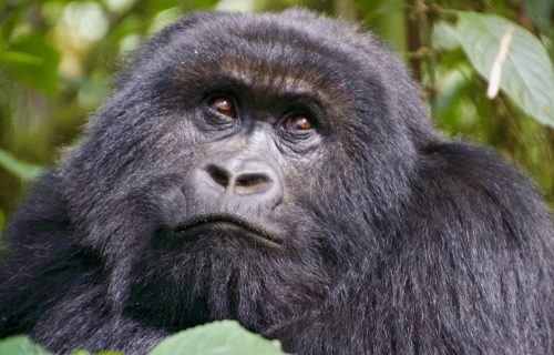 3 Days Bwindi Impenetrable National Park Tour