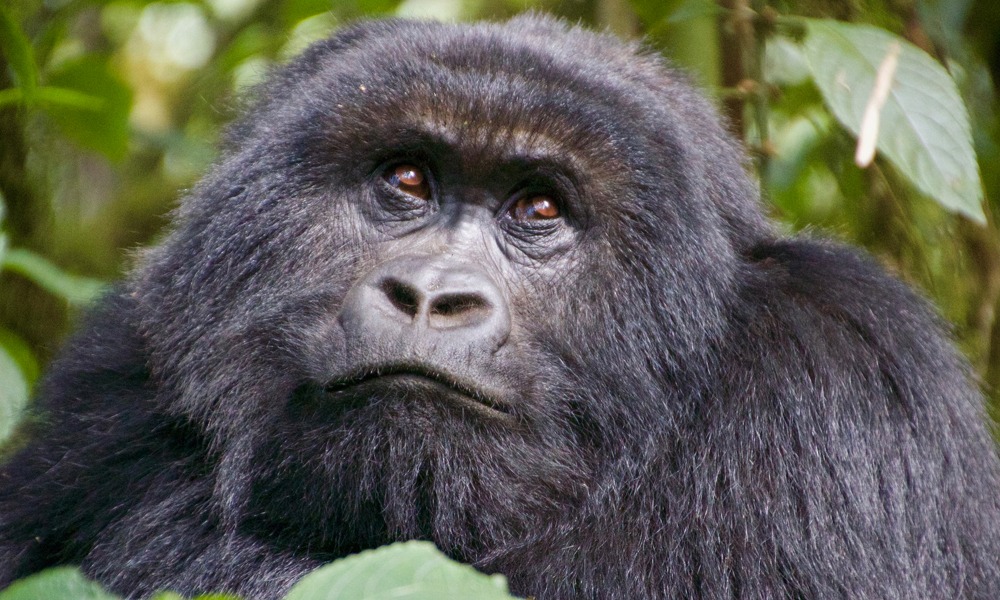 3 Days Bwindi Impenetrable National Park Tour