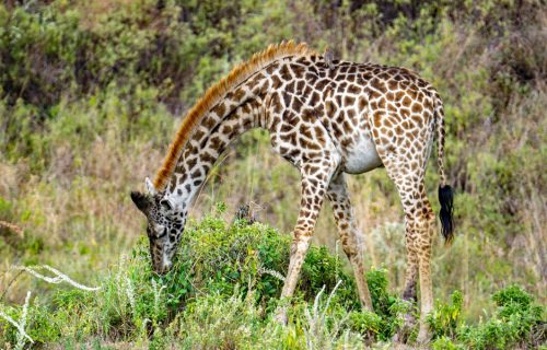 3 Days Murchison Falls National Park Safari