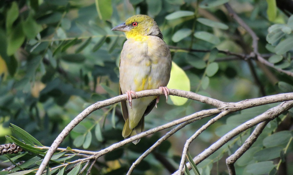 Gishwati Mukura National Park