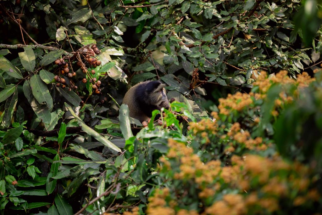 4 Days Gorilla and Golden Monkey Trekking Tour