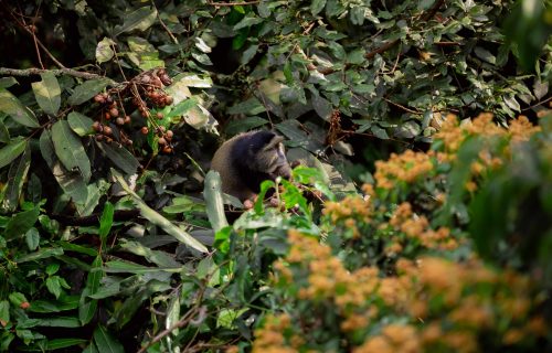 4 Days Gorilla and Golden Monkey Trekking Tour