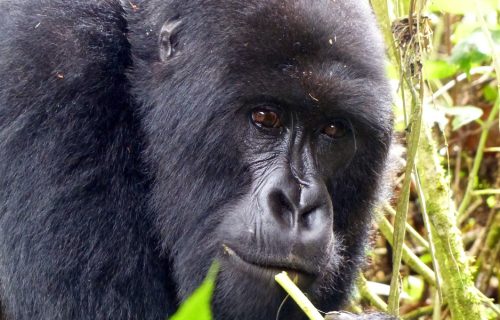 6 Days Uganda Primate Tracking Safari