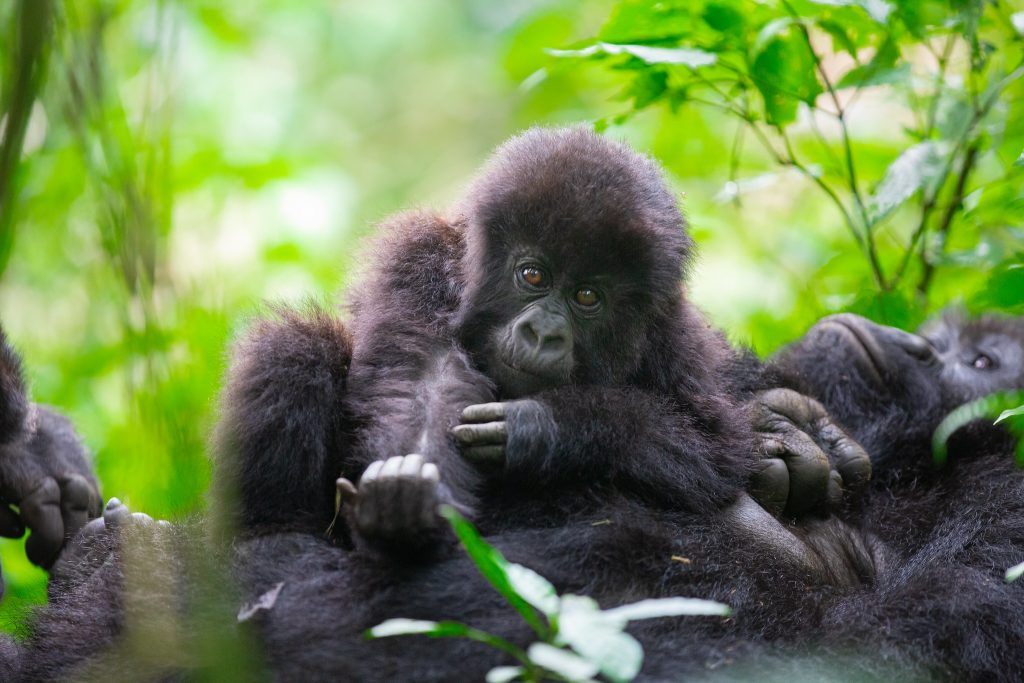 5 Days Rwanda Primate Tracking Safari