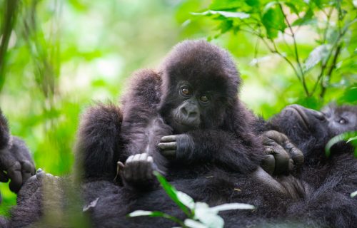 5 Days Rwanda Primate Tracking Safari