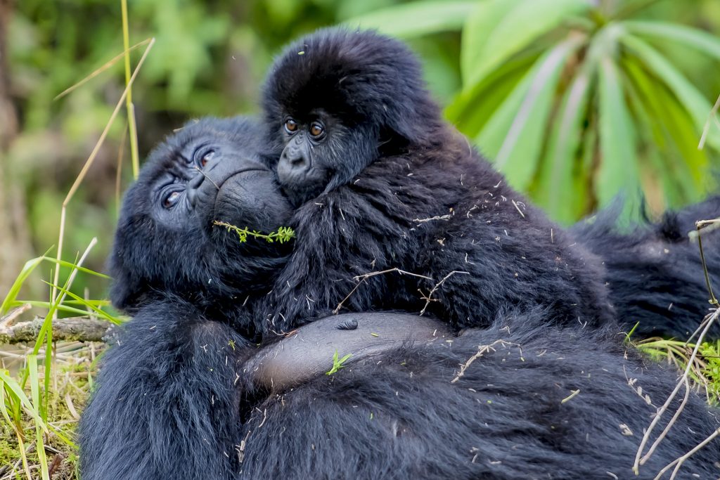 3 Days Gorilla Trekking Safari in Rwanda