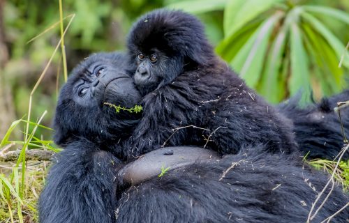 3 Days Gorilla Trekking Safari in Rwanda