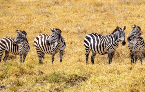 5 Days Tour to Kidepo Valley National Park