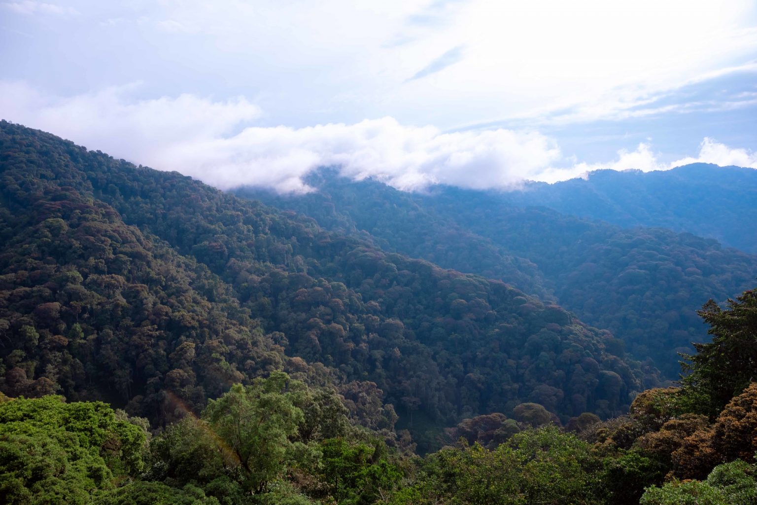 3 Days Nyungwe Forest National Park Safari | Rwanda Tour.