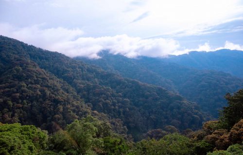 3 Days Nyungwe Forest National Park Safari